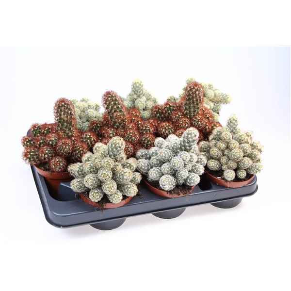 Горшечные цветы и растения оптом Cactus Elongata Mix от 9шт из Голландии с доставкой по России