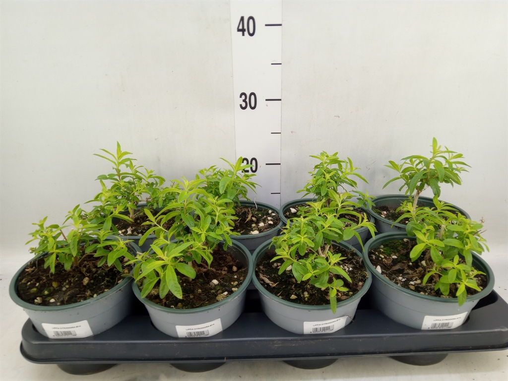 Горшечные цветы и растения оптом Tuinkruiden   ... от 8шт из Голландии с доставкой по России