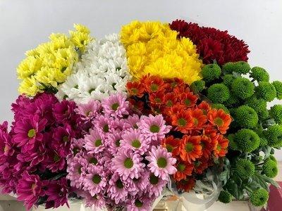Срезанные цветы оптом Chrys sp mix in box от 80шт из Голландии с доставкой по России