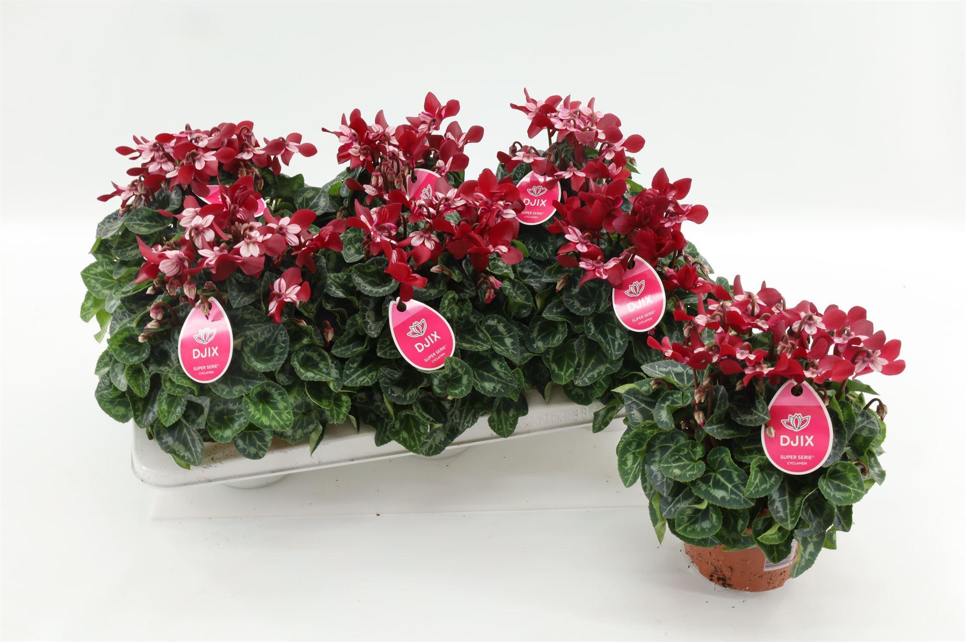 Горшечные цветы и растения оптом Cyclamen Kl djix от 6шт (для телеги) из Голландии с доставкой по России