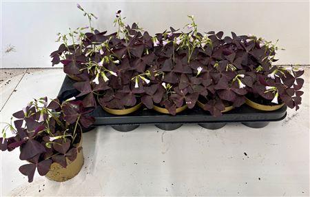 Горшечные цветы и растения оптом Oxalis Triangularis A от 10шт из Голландии с доставкой по России