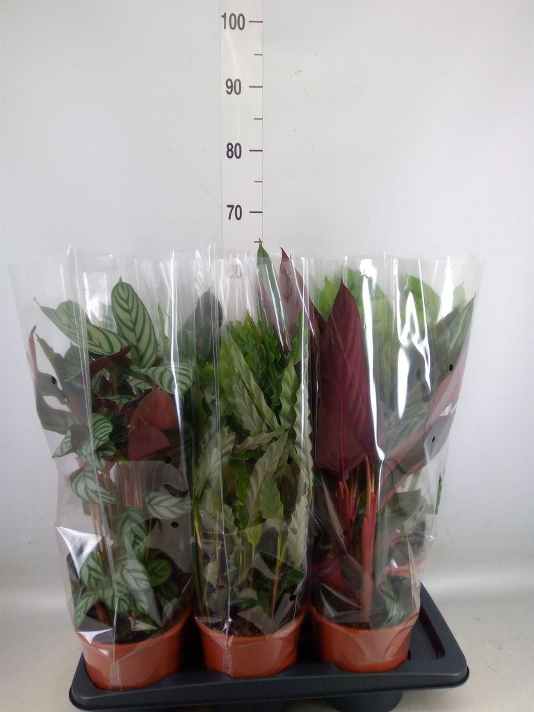 Горшечные цветы и растения оптом Calathea   ...mix от 6шт из Голландии с доставкой по России