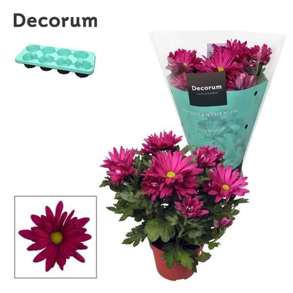 Горшечные цветы и растения оптом Chrys Margarita Purple (decorum) от 8шт из Голландии с доставкой по России