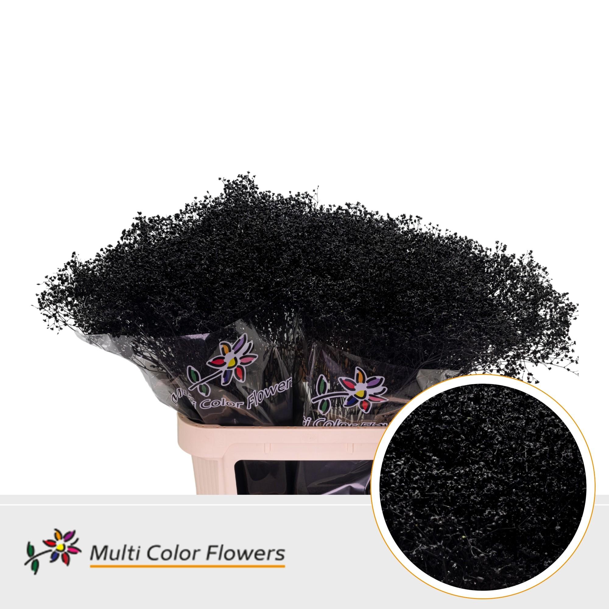 Срезанные цветы оптом Gyps fine paint black от 50шт из Голландии с доставкой по России