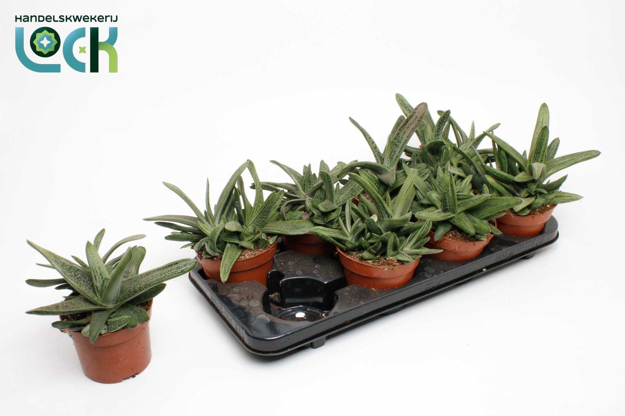 Горшечные цветы и растения оптом Gasteria Littele Worthy от 6шт из Голландии с доставкой по России