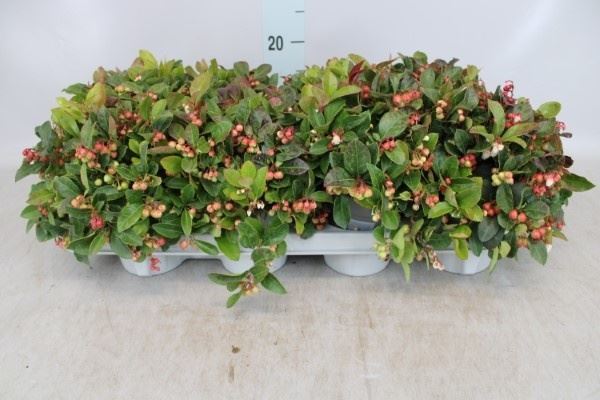 Горшечные цветы и растения оптом Gaultheria Proc. от 8шт из Голландии с доставкой по России