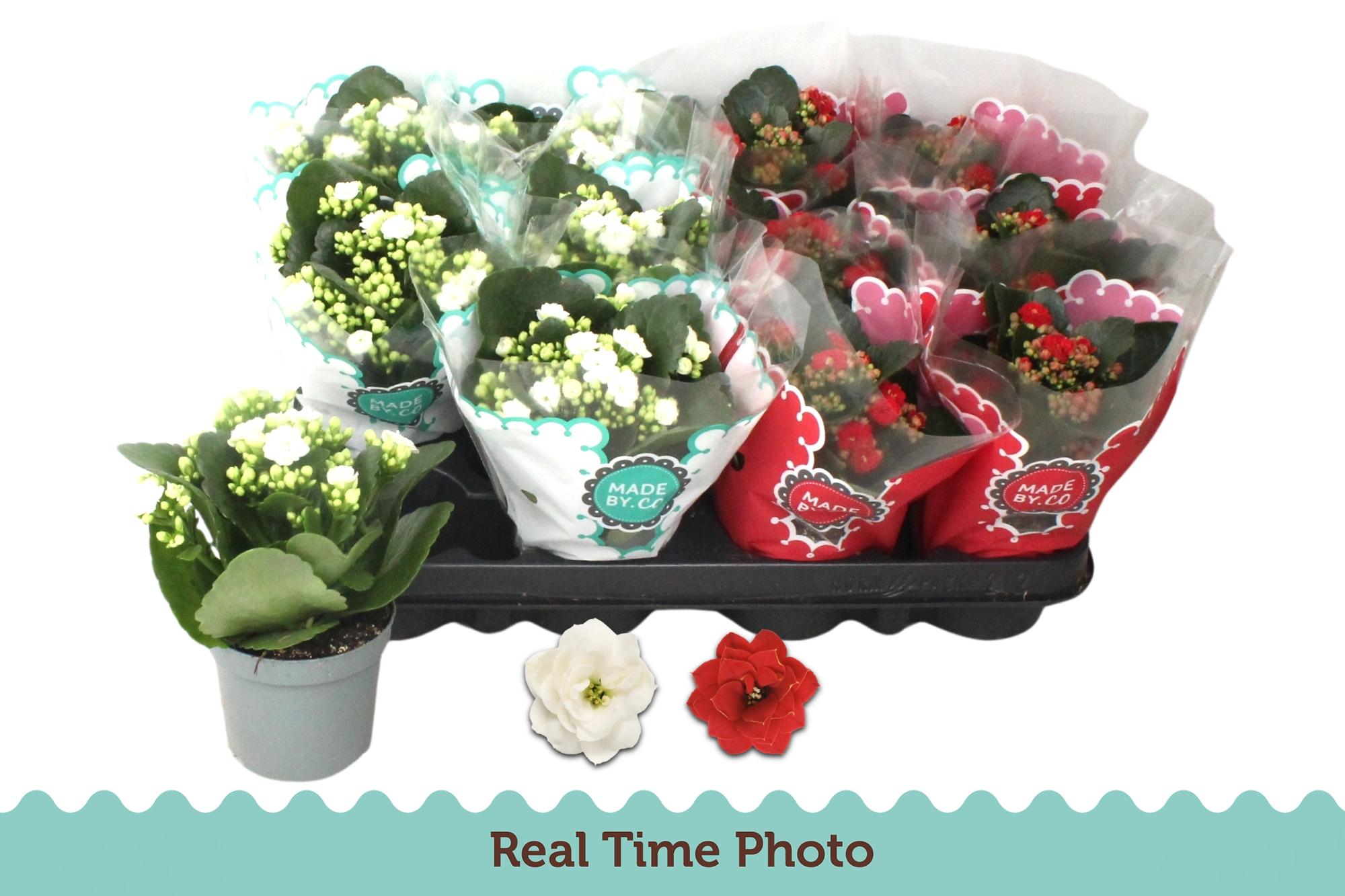 Горшечные цветы и растения оптом Kal Ge Gem 2 Kl от 12шт (для телеги) из Голландии с доставкой по России