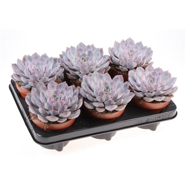 Горшечные цветы и растения оптом Echeveria Summer от 6шт из Голландии с доставкой по России