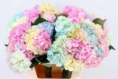 Срезанные цветы оптом Hydrangea paint rainbow от 10шт из Голландии с доставкой по России