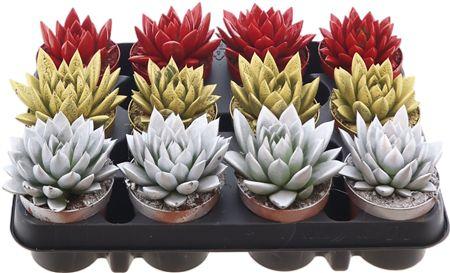 Горшечные цветы и растения оптом Echev Agavoides Kerstmix от 12шт (для телеги) из Голландии с доставкой по России