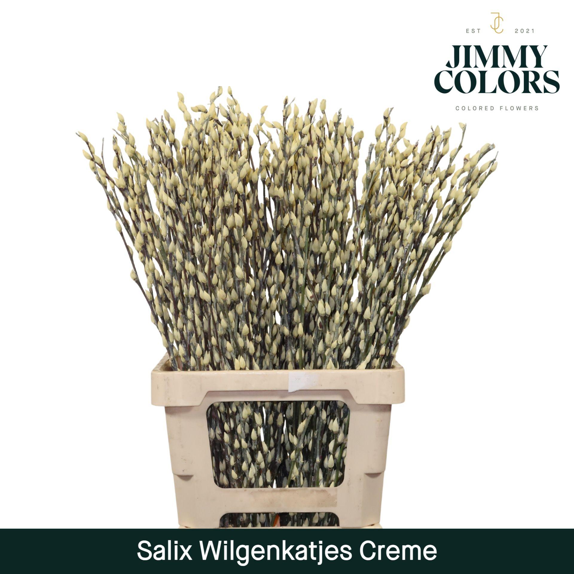 Срезанные цветы оптом Salix paint pussy willow cream от 200шт из Голландии с доставкой по России