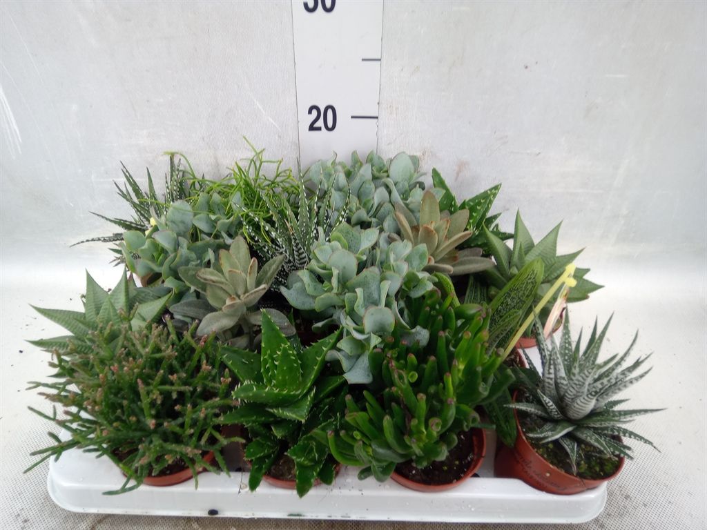 Горшечные цветы и растения оптом Crassula   ...mix от 16шт из Голландии с доставкой по России