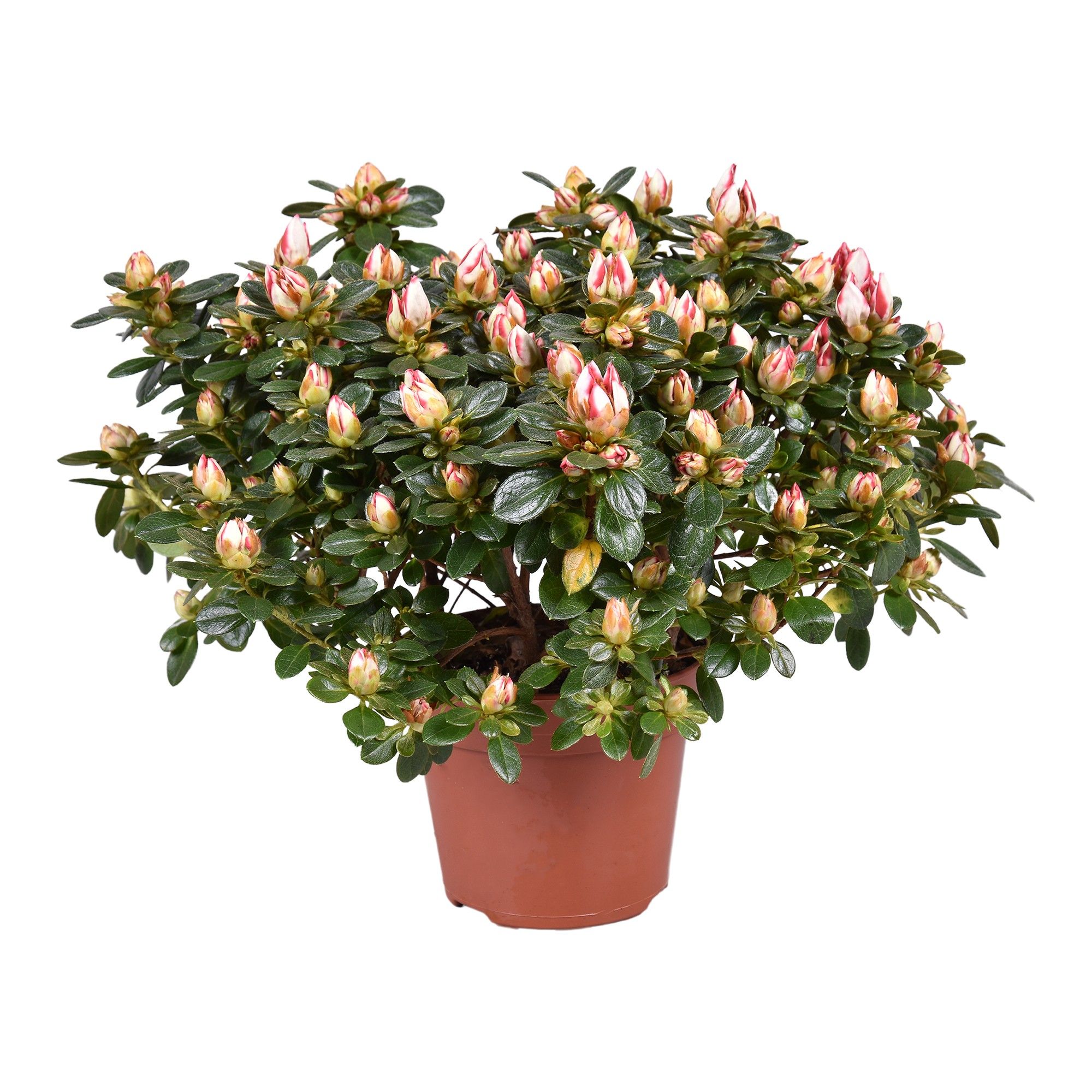 Горшечные цветы и растения оптом Azalea Sachsenstern Bicolor от 6шт из Голландии с доставкой по России