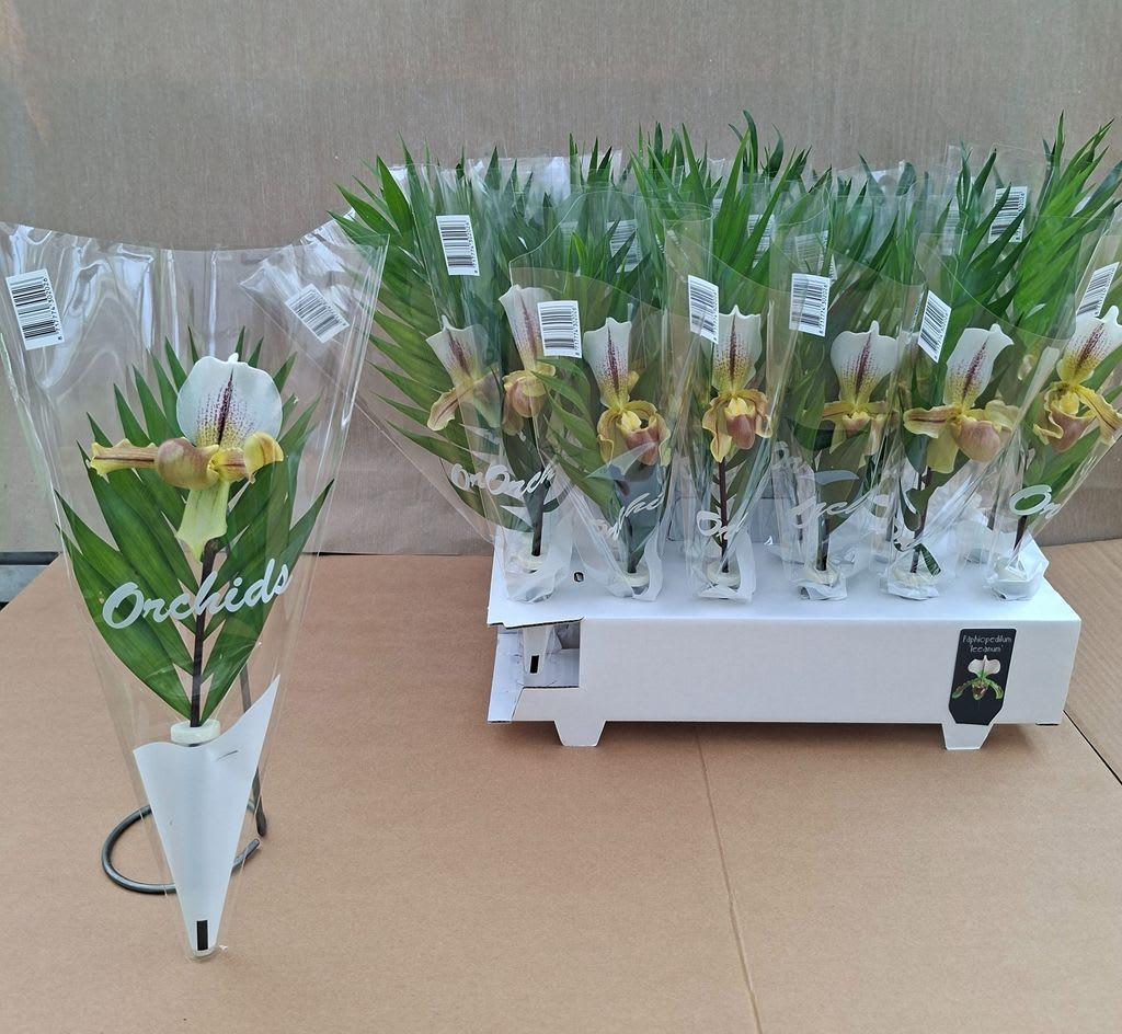 Срезанные цветы оптом Paphiopedilum leeanum от 30шт из Голландии с доставкой по России