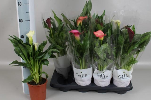 Горшечные цветы и растения оптом Zant Gem 5 Kl от 8шт из Голландии с доставкой по России