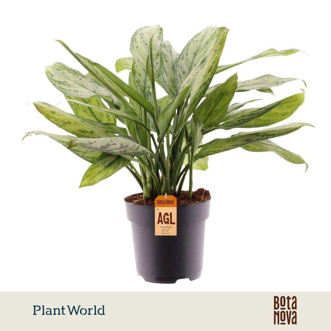 Горшечные цветы и растения оптом Aglaonema Silver Queen (decorum) от 6шт из Голландии с доставкой по России