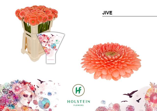 Срезанные цветы оптом Germini gerponi jive от 80шт из Голландии с доставкой по России