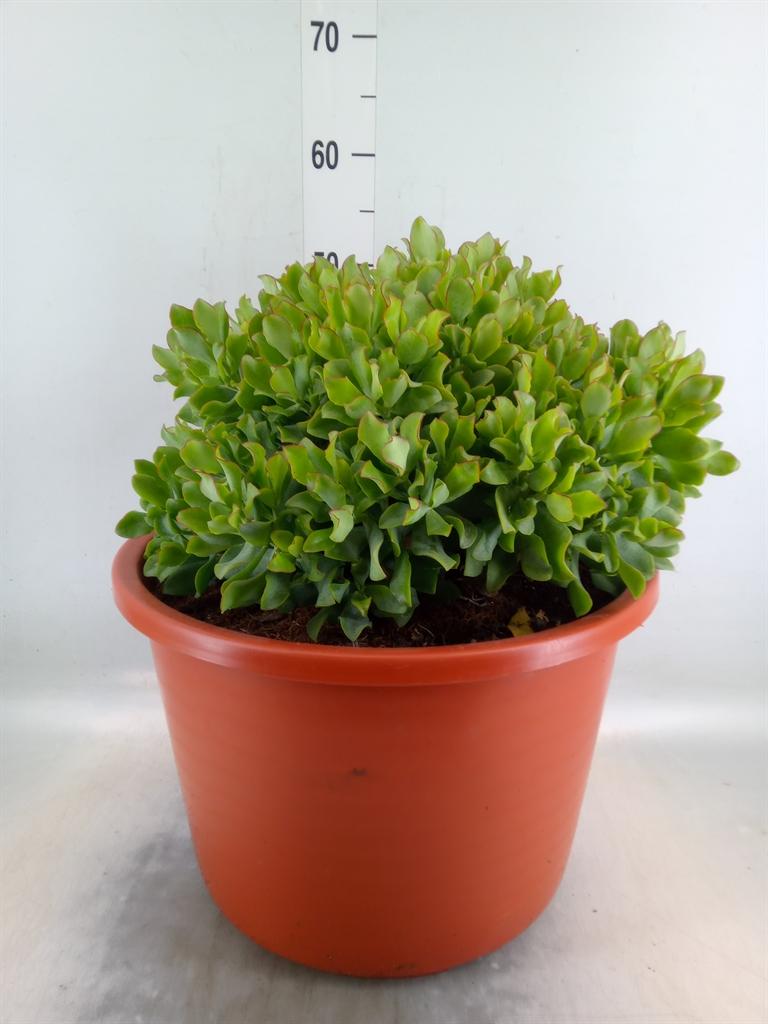 Горшечные цветы и растения оптом Crassula Arborescens от 1шт из Голландии с доставкой по России