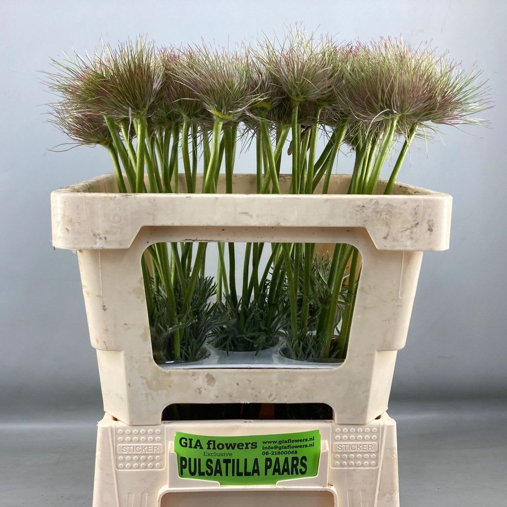 Срезанные цветы оптом Pulsatilla vulgaris (zaadpluizen) от 50шт. из Голландии с доставкой по России