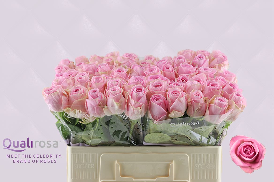 Срезанные цветы оптом Rosa large heidi от 60шт из Голландии с доставкой по России