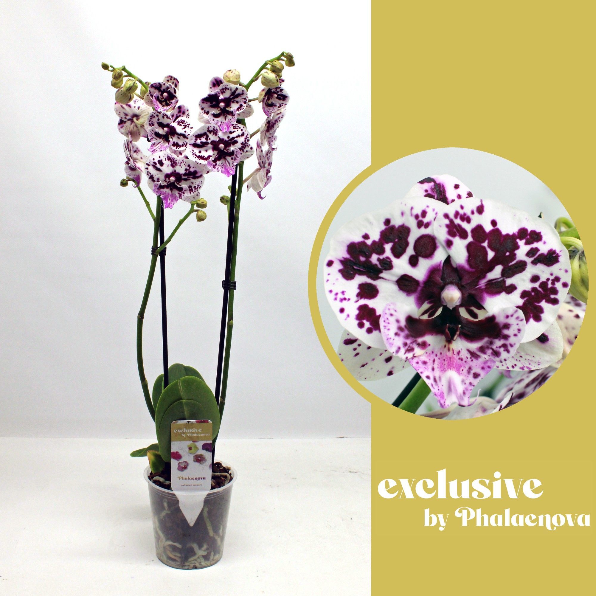 Горшечные цветы и растения оптом Phal 2st Speechless Elegance 14+ (phalaenova) от 10шт из Голландии с доставкой по России