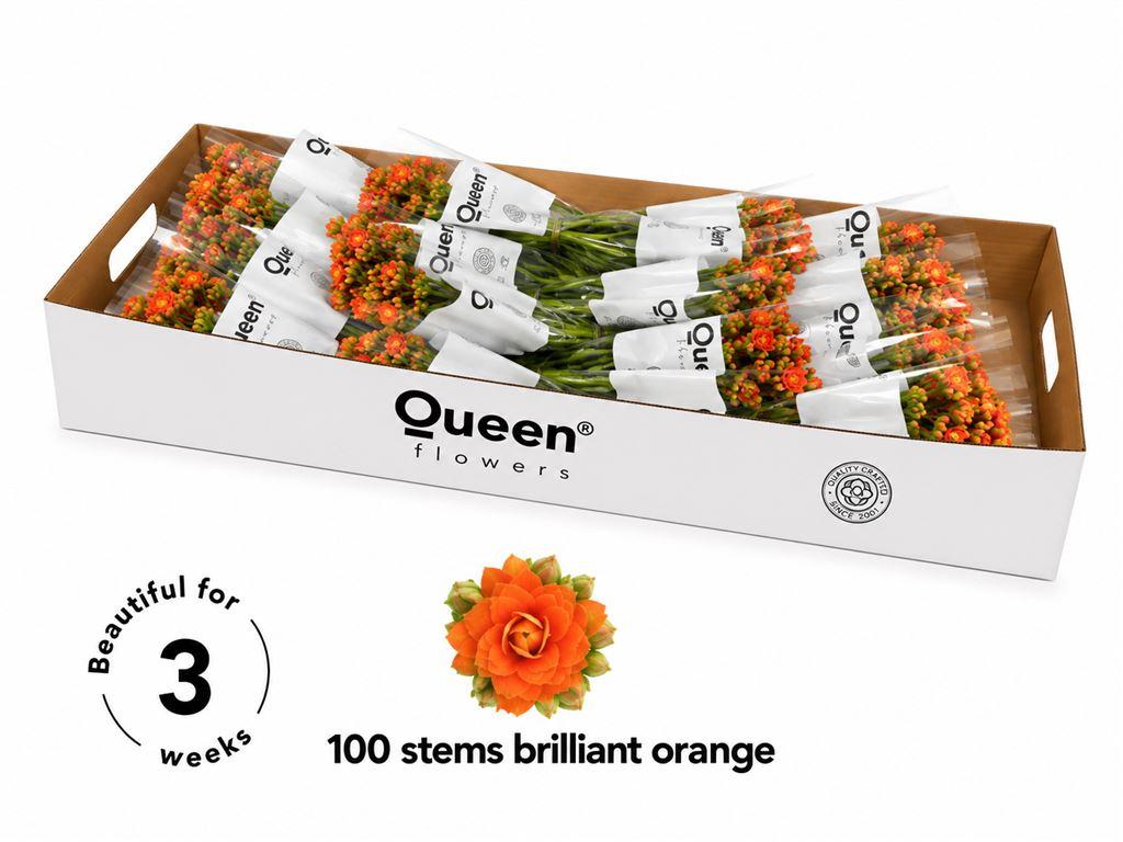Срезанные цветы оптом Kalanchoe brilliant orange meadow от 100шт из Голландии с доставкой по России
