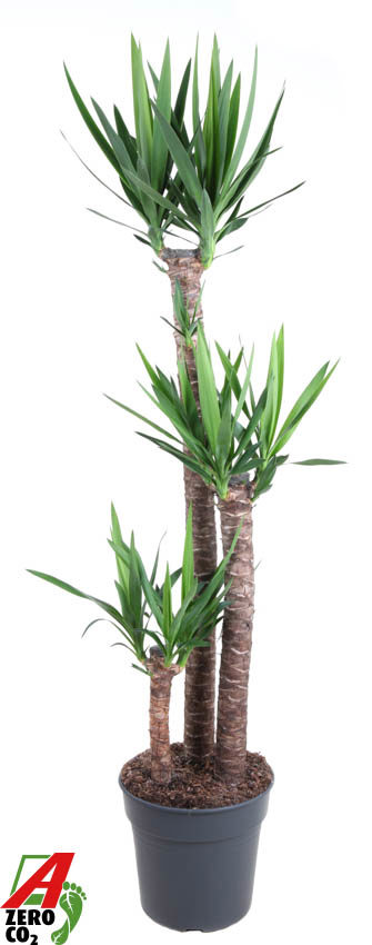 Горшечные цветы и растения оптом Yucca 120-90-45 3+ от 1шт из Голландии с доставкой по России