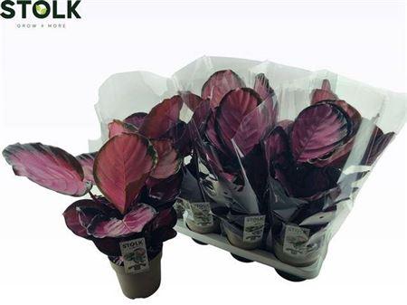 Горшечные цветы и растения оптом Calathea Rosepicta Misty Red от 8шт из Голландии с доставкой по России