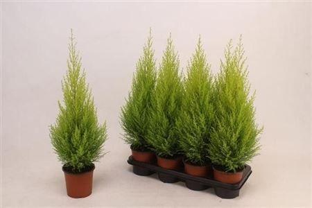 Горшечные цветы и растения оптом Cupressus Goldcrest Wilma от 7шт из Голландии с доставкой по России Горшечные цветы и растения оптом Cupressus Goldcrest Wilma от 7шт из Голландии с доставкой по России
