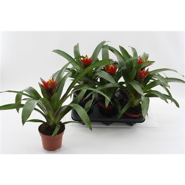 Горшечные цветы и растения оптом Guzmania Punta от 10шт из Голландии с доставкой по России
