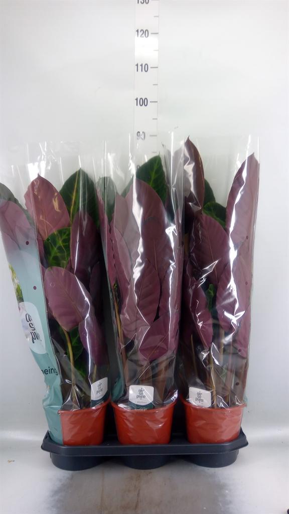 Горшечные цветы и растения оптом Calathea Warscewiczii от 3шт из Голландии с доставкой по России