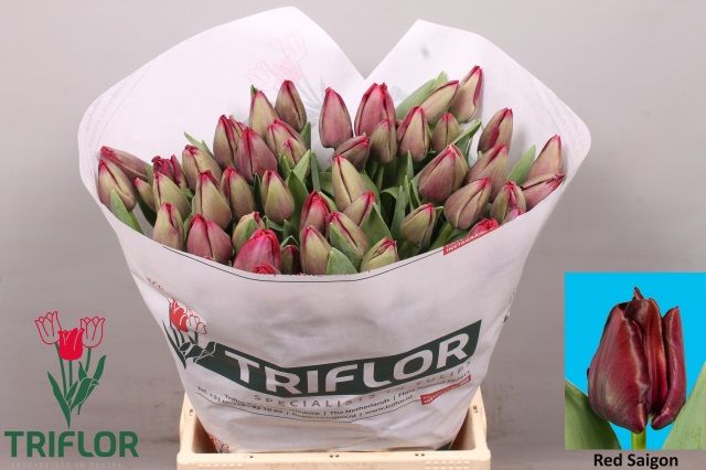 Срезанные цветы оптом Tulipa si red saigon от 50шт из Голландии с доставкой по России Срезанные цветы оптом Tulipa si red saigon от 50шт из Голландии с доставкой по России