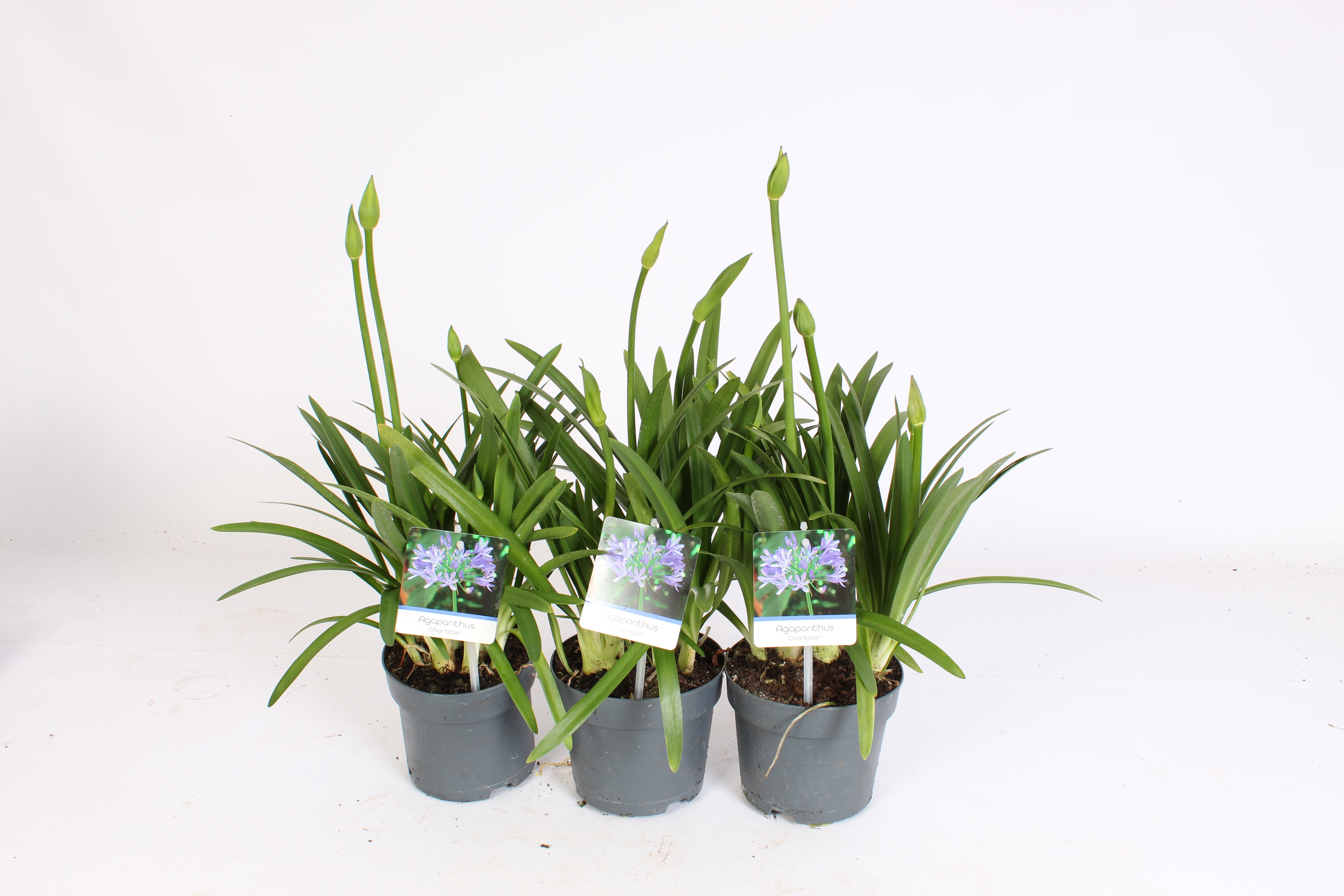 Горшечные цветы и растения оптом Agapanthus Charlotte Blauw. Pot 12 Cm Knoppen Bove от 8шт из Голландии с доставкой по России