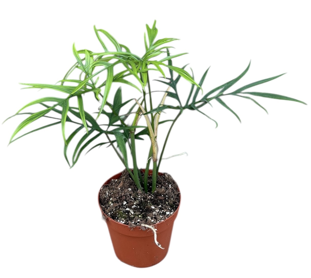 Горшечные цветы и растения оптом Philodendron Polypodiodes от 1шт из Голландии с доставкой по России