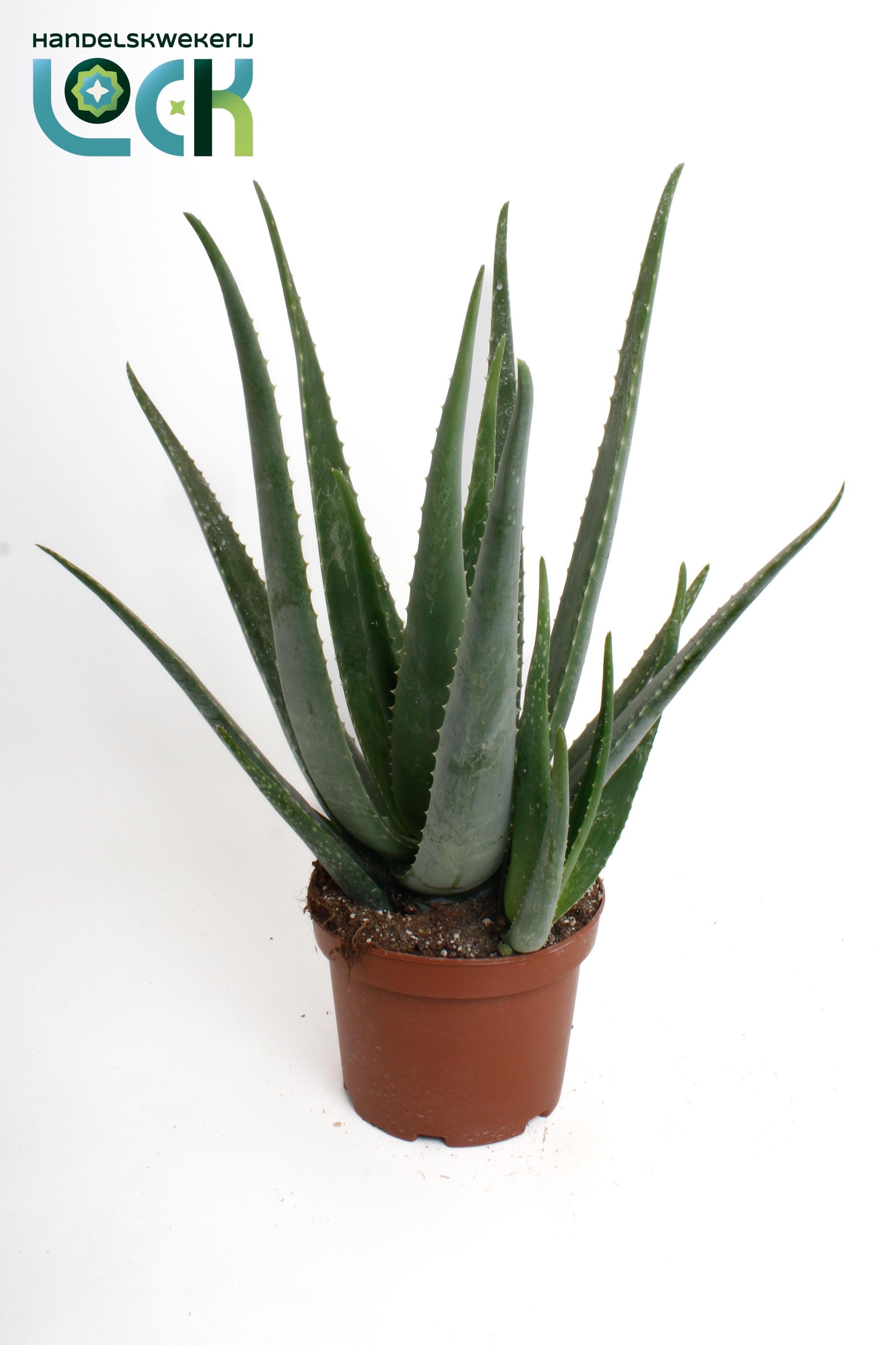 Горшечные цветы и растения оптом Aloe Vera от 3шт из Голландии с доставкой по России