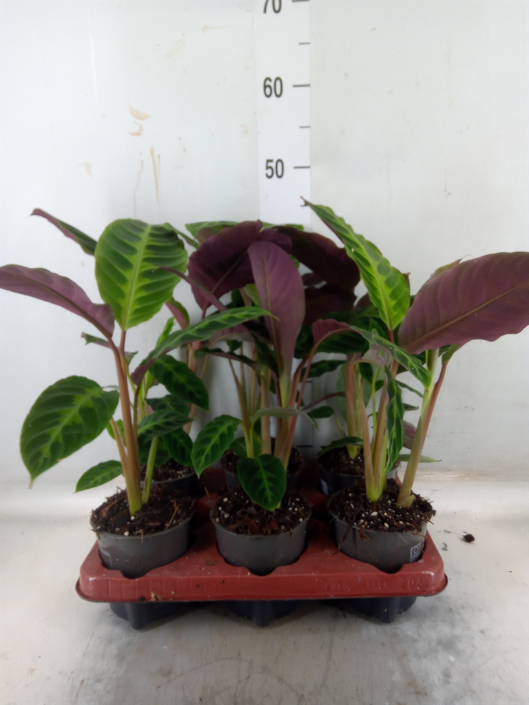 Горшечные цветы и растения оптом Calathea Warscewiczii от 6шт из Голландии с доставкой по России