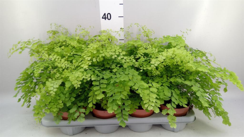 Горшечные цветы и растения оптом Adiantum Fragrans от 8шт из Голландии с доставкой по России