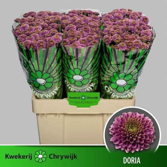 Срезанные цветы оптом Chrys sa doria от 75шт из Голландии с доставкой по России