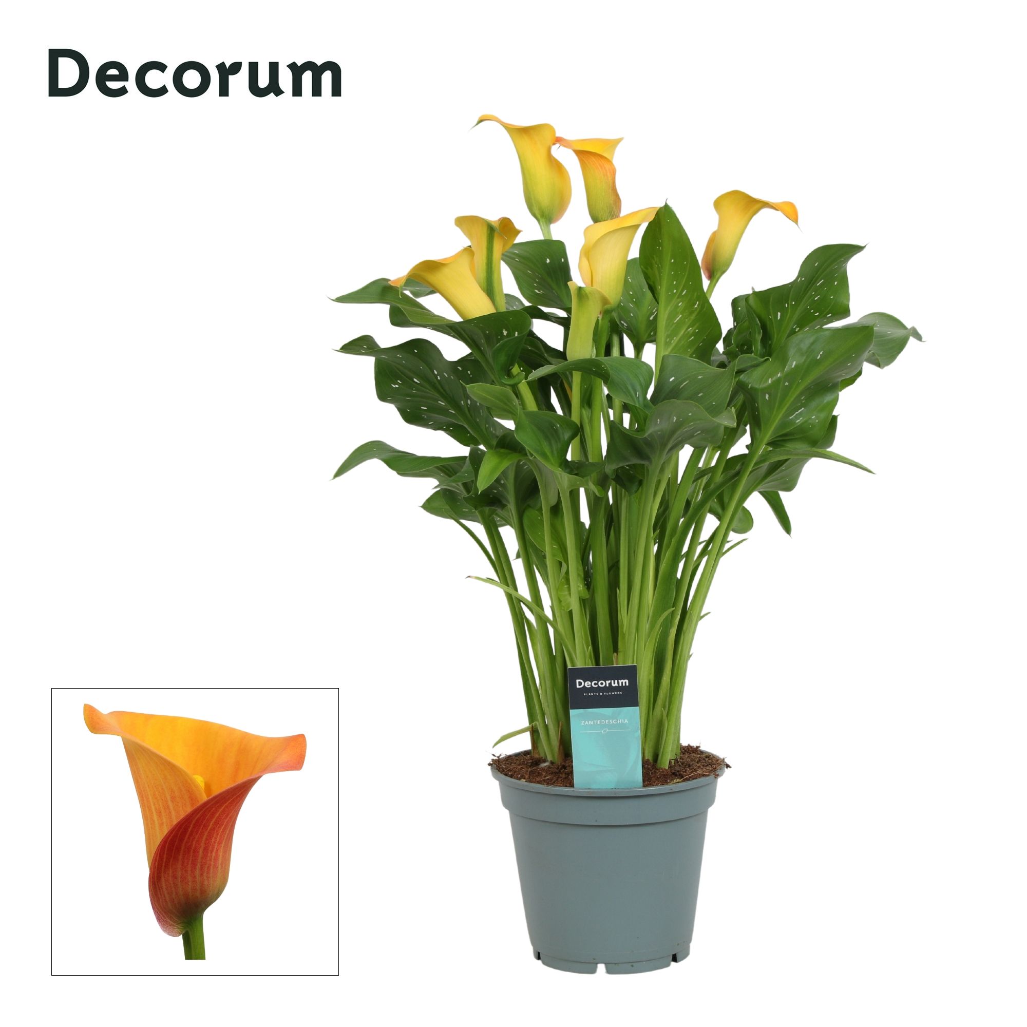 Горшечные цветы и растения оптом Zantedeschia Orange (decorum) от 6шт из Голландии с доставкой по России