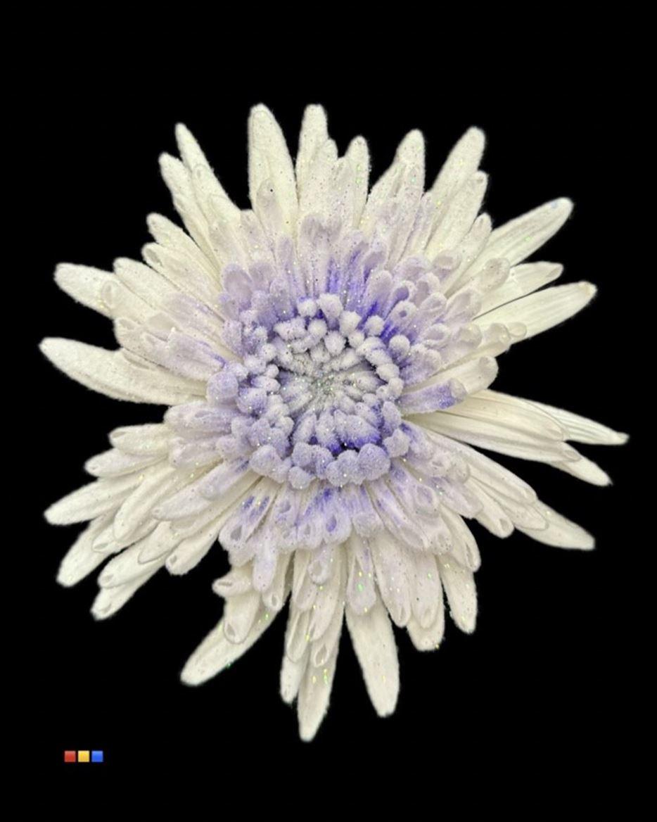 Срезанные цветы оптом Chrys bl paint ana marshmallow purple (C48) от 40шт из Голландии с доставкой по России