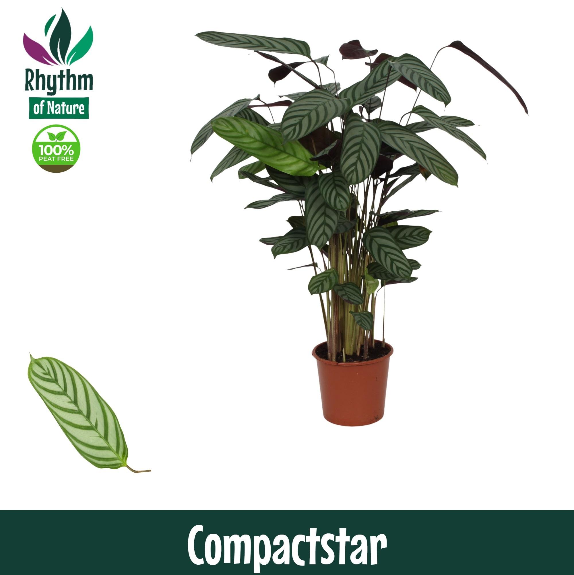 Горшечные цветы и растения оптом Calathea Compactstar (rhythm Of Nature) от 6шт из Голландии с доставкой по России