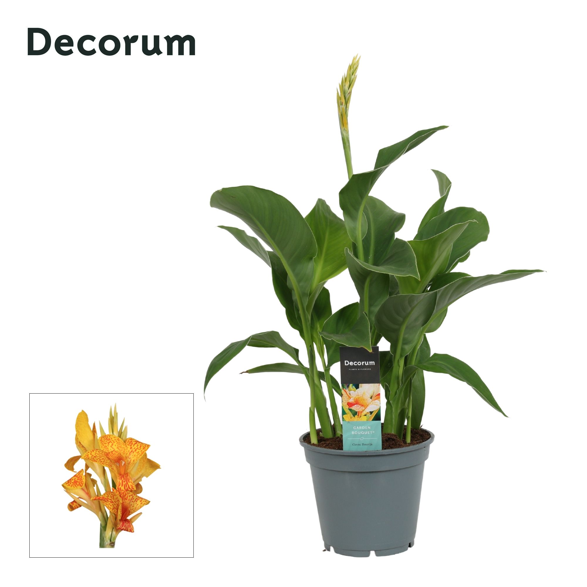 Горшечные цветы и растения оптом Canna Tenerife (decorum) от 6шт из Голландии с доставкой по России