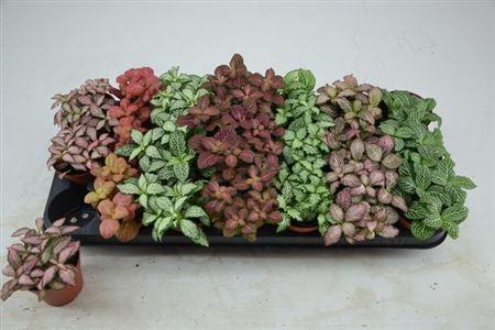 Горшечные цветы и растения оптом Fittonia 7 Mix от 21шт (для телеги) из Голландии с доставкой по России