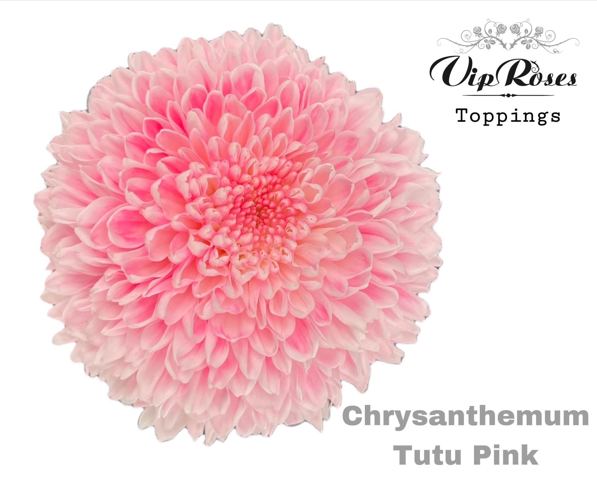Срезанные цветы оптом Chrys bl paint tutu pink от 10шт из Голландии с доставкой по России