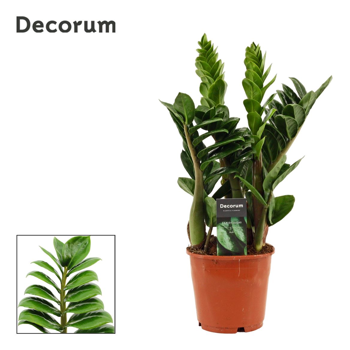 Горшечные цветы и растения оптом Zamioculcas Zenzi 4+ от 7шт из Голландии с доставкой по России