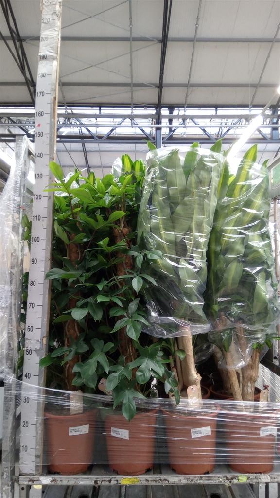 Горшечные цветы и растения оптом Philodendron Pedatum от 1шт из Голландии с доставкой по России