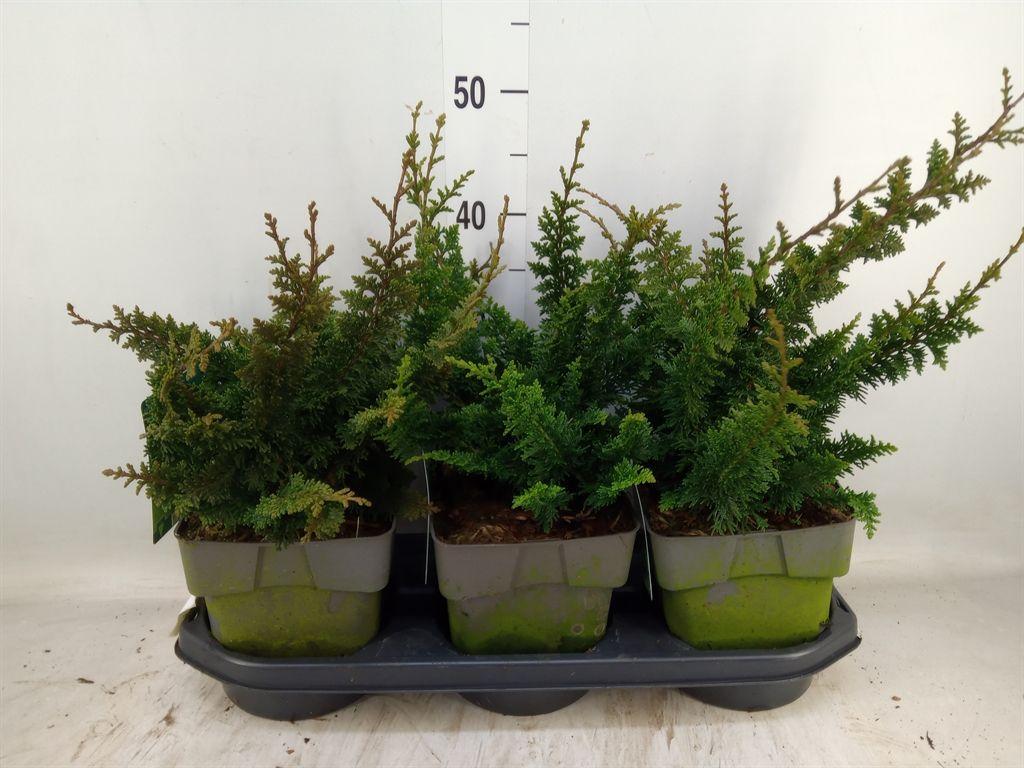 Горшечные цветы и растения оптом Chamaecyparis Obt. от 3шт из Голландии с доставкой по России