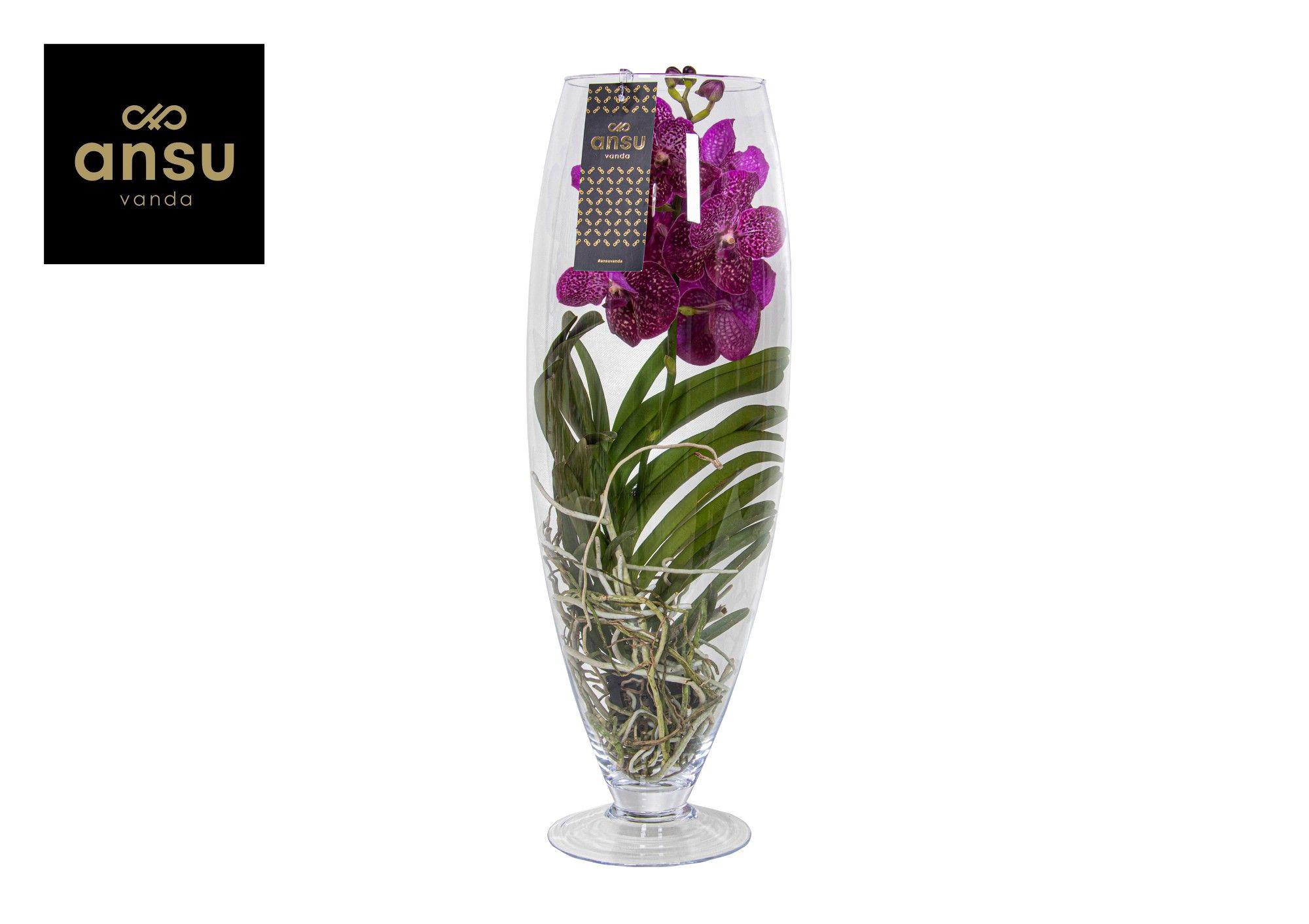Горшечные цветы и растения оптом Vanda Champagne Cerise-fuchsia от 1шт из Голландии с доставкой по России