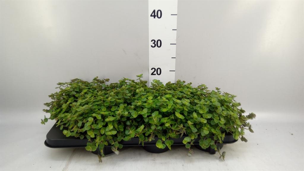 Горшечные цветы и растения оптом Callisia Repens от 6шт из Голландии с доставкой по России