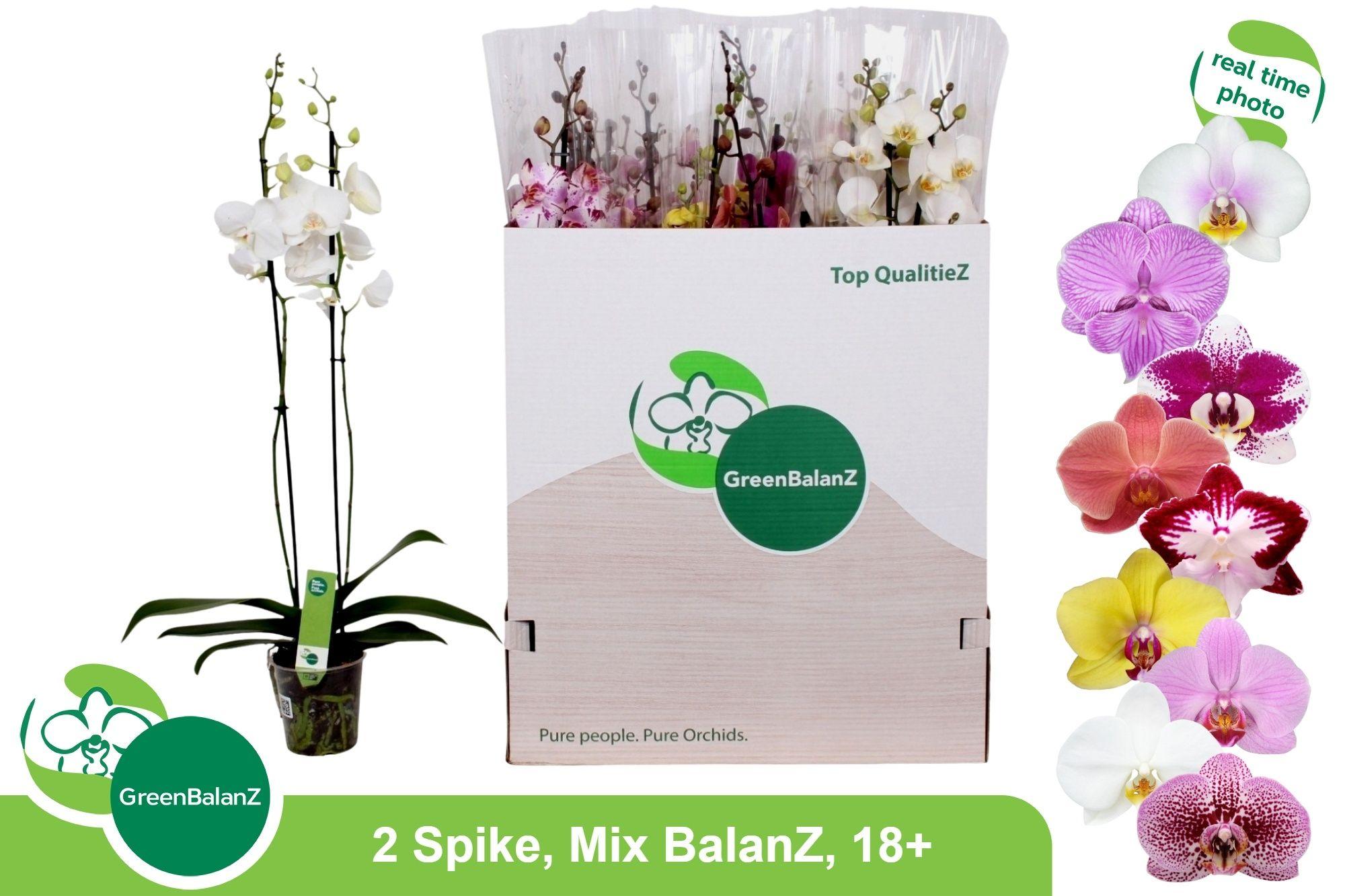 Горшечные цветы и растения оптом Phal Gem от 12шт из Голландии с доставкой по России